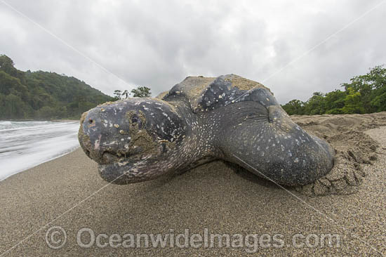 Female Leatherback Sea Turtle (Dermochelys coriacea), nesting at sunrise on Grand Riviere, Trinidad, returns to the Caribbean Sea. South America. Listed on IUCN Red list as Critically Endangered Photo - Michael Patrick O'Neill Female Leatherback Sea Turtle (Dermochelys coriacea), nesting at sunrise on Grand Riviere, Trinidad, returns to the Caribbean Sea. South America. Listed on IUCN Red list as Critically Endangered Photo - Michael Patrick O'Neill