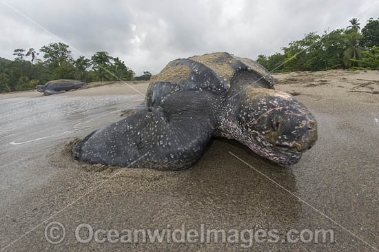 Female Leatherback Sea Turtle (Dermochelys coriacea), nesting at sunrise on Grand Riviere, Trinidad, returns to the Caribbean Sea. South America. Listed on IUCN Red list as Critically Endangered Photo - Michael Patrick O'Neill Female Leatherback Sea Turtle (Dermochelys coriacea), nesting at sunrise on Grand Riviere, Trinidad, returns to the Caribbean Sea. South America. Listed on IUCN Red list as Critically Endangered Photo - Michael Patrick O'Neill