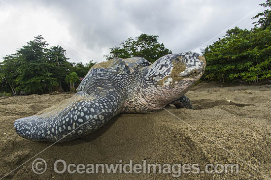 Female Leatherback Sea Turtle (Dermochelys coriacea), nesting at sunrise on Grand Riviere, Trinidad, returns to the Caribbean Sea. South America. Listed on IUCN Red list as Critically Endangered Photo - Michael Patrick O'Neill Female Leatherback Sea Turtle (Dermochelys coriacea), nesting at sunrise on Grand Riviere, Trinidad, returns to the Caribbean Sea. South America. Listed on IUCN Red list as Critically Endangered Photo - Michael Patrick O'Neill
