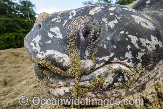Female Leatherback Sea Turtle (Dermochelys coriacea), nesting at sunrise on Grand Riviere, Trinidad, South America. Listed on IUCN Red list as Critically Endangered Photo - Michael Patrick O'Neill
