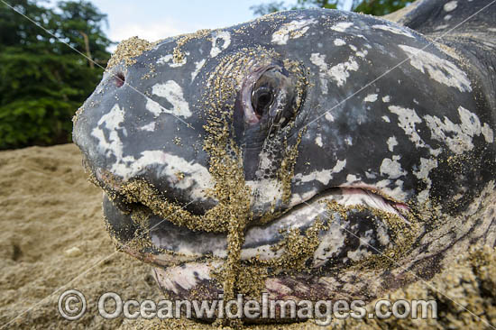 Female Leatherback Sea Turtle (Dermochelys coriacea), nesting at sunrise on Grand Riviere, Trinidad, South America. Listed on IUCN Red list as Critically Endangered Photo - Michael Patrick O'Neill Female Leatherback Sea Turtle (Dermochelys coriacea), nesting at sunrise on Grand Riviere, Trinidad, South America. Listed on IUCN Red list as Critically Endangered Photo - Michael Patrick O'Neill