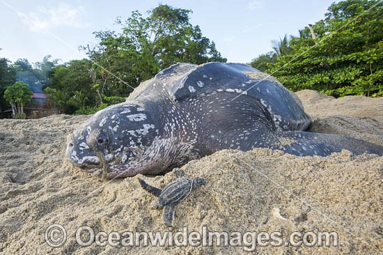 Female Leatherback Sea Turtle (Dermochelys coriacea), nesting at sunrise on Grand Riviere, Trinidad, South America. Listed on IUCN Red list as Critically Endangered Photo - Michael Patrick O'Neill