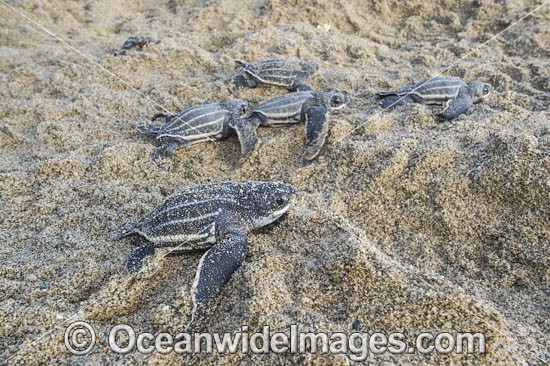 Leatherback Sea Turtle hatchlings (Dermochelys coriacea), emerge from their nest at sunrise and make their way into the Caribbean Sea in Trinidad, South America. Listed on IUCN Red list as Critically Endangered. Photo - Michael Patrick O'Neill