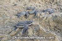 Leatherback Turtle hatchlings Photo - Michael Patrick O'Neill