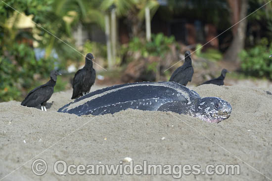 Black Vultures (Coragyps atratus), with a female Leatherback Sea Turtle (Dermochelys coriacea) nesting at sunrise on Grand Riviere, Trinidad, South America. Listed on IUCN Red list as Critically Endangered Photo - Michael Patrick O'Neill