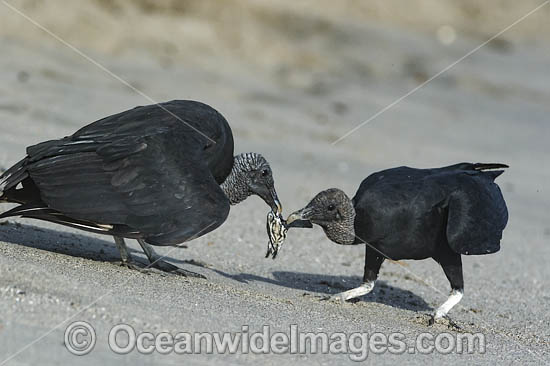 Black Vultures (Coragyps atratus), feeding on Leatherback Sea Turtle hatchlings (Dermochelys coriacea), on Grande Riviere beach, Trinidad, South America. Listed on IUCN Red list as Critically Endangered Photo - Michael Patrick O'Neill Black Vultures (Coragyps atratus), feeding on Leatherback Sea Turtle hatchlings (Dermochelys coriacea), on Grande Riviere beach, Trinidad, South America. Listed on IUCN Red list as Critically Endangered Photo - Michael Patrick O'Neill