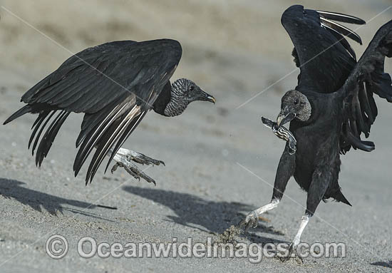 Black Vultures (Coragyps atratus), feeding on Leatherback Sea Turtle hatchlings (Dermochelys coriacea), on Grande Riviere beach, Trinidad, South America. Listed on IUCN Red list as Critically Endangered Photo - Michael Patrick O'Neill Black Vultures (Coragyps atratus), feeding on Leatherback Sea Turtle hatchlings (Dermochelys coriacea), on Grande Riviere beach, Trinidad, South America. Listed on IUCN Red list as Critically Endangered Photo - Michael Patrick O'Neill