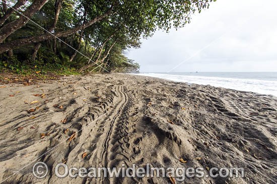 Leatherback Sea Turtle (Dermochelys coriacea), tracks cover the beach in Grande Riviere, Trinidad, South America. Photo - Michael Patrick O'Neill