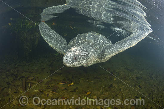 Leatherback Turtle photo