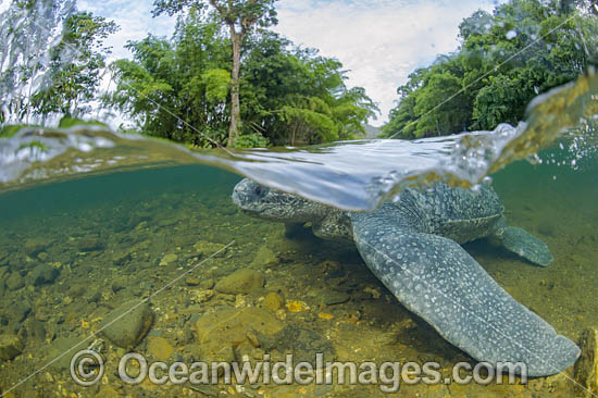 Leatherback Turtle photo