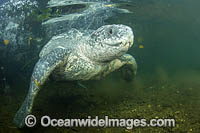 Leatherback Turtle Photo - Michael Patrick O'Neill