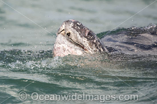 Female Leatherback Sea Turtle (Dermochelys coriacea), breathing on the surface of the Caribbean Sea offshore northern Trinidad prior to nesting. South America. Listed on IUCN Red list as Critically Endangered Photo - Michael Patrick O'Neill Female Leatherback Sea Turtle (Dermochelys coriacea), breathing on the surface of the Caribbean Sea offshore northern Trinidad prior to nesting. South America. Listed on IUCN Red list as Critically Endangered Photo - Michael Patrick O'Neill