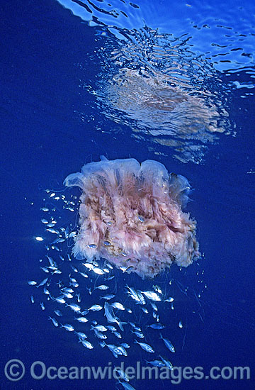 Lion's Mane Jellyfish with Fish photo Lion's Mane Jellyfish with Fish photo