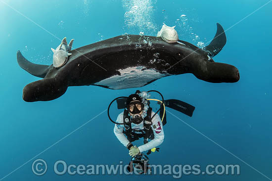 Diver with Manta Ray photo