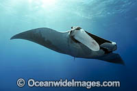Giant Oceanic Manta Ray Photo - Michael Patrick O'Neill