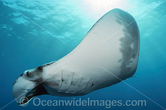 Giant Oceanic Manta Ray photo