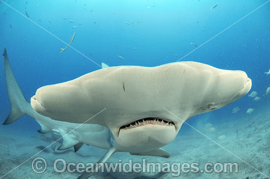 Great Hammerhead Shark (Sphyrna mokarran). Offshore Jupiter, Florida, United States. Photo - Michael Patrick O'Neill Great Hammerhead Shark (Sphyrna mokarran). Offshore Jupiter, Florida, United States. Photo - Michael Patrick O'Neill
