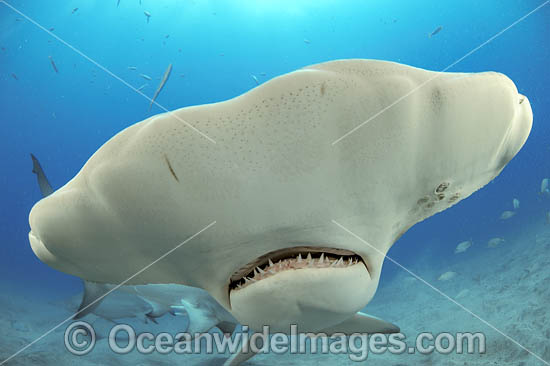 Great Hammerhead Shark (Sphyrna mokarran). Offshore Jupiter, Florida, United States. Photo - Michael Patrick O'Neill Great Hammerhead Shark (Sphyrna mokarran). Offshore Jupiter, Florida, United States. Photo - Michael Patrick O'Neill