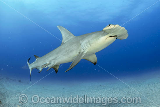 Great Hammerhead Shark (Sphyrna mokarran). Offshore Jupiter, Florida, United States. Photo - Michael Patrick O'Neill Great Hammerhead Shark (Sphyrna mokarran). Offshore Jupiter, Florida, United States. Photo - Michael Patrick O'Neill