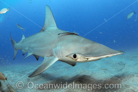 Great Hammerhead Shark (Sphyrna mokarran). Offshore Jupiter, Florida, United States. Photo - Michael Patrick O'Neill Great Hammerhead Shark (Sphyrna mokarran). Offshore Jupiter, Florida, United States. Photo - Michael Patrick O'Neill