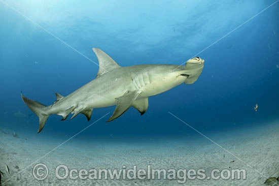 Great Hammerhead Shark photo