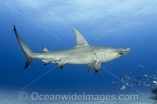 Great Hammerhead Shark (Sphyrna mokarran). Offshore Jupiter, Florida, United States. Photo - Michael Patrick O'Neill Great Hammerhead Shark (Sphyrna mokarran). Offshore Jupiter, Florida, United States. Photo - Michael Patrick O'Neill