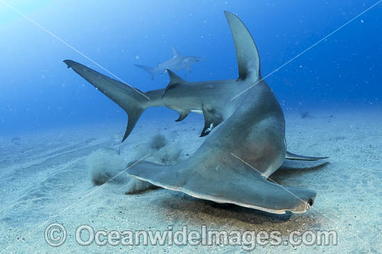 Great Hammerhead Shark (Sphyrna mokarran). Offshore Jupiter, Florida, United States. Photo - Michael Patrick O'Neill Great Hammerhead Shark (Sphyrna mokarran). Offshore Jupiter, Florida, United States. Photo - Michael Patrick O'Neill