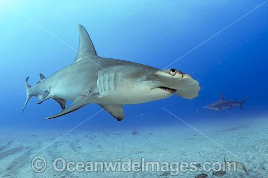 Great Hammerhead Shark (Sphyrna mokarran). Offshore Jupiter, Florida, United States. Photo - Michael Patrick O'Neill Great Hammerhead Shark (Sphyrna mokarran). Offshore Jupiter, Florida, United States. Photo - Michael Patrick O'Neill