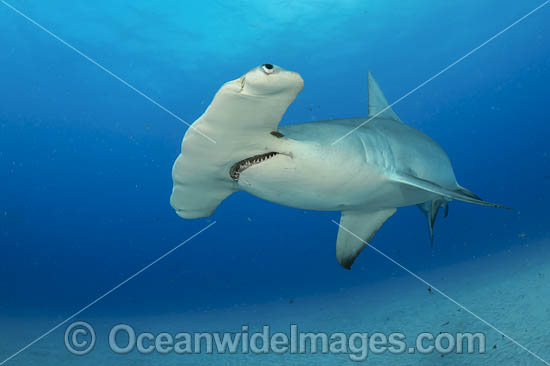 Great Hammerhead Shark (Sphyrna mokarran). Offshore Jupiter, Florida, United States. Photo - Michael Patrick O'Neill Great Hammerhead Shark (Sphyrna mokarran). Offshore Jupiter, Florida, United States. Photo - Michael Patrick O'Neill