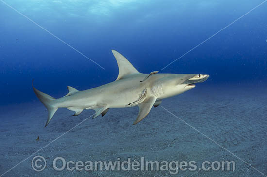 Great Hammerhead Shark (Sphyrna mokarran). Offshore Jupiter, Florida, United States. Photo - Michael Patrick O'Neill