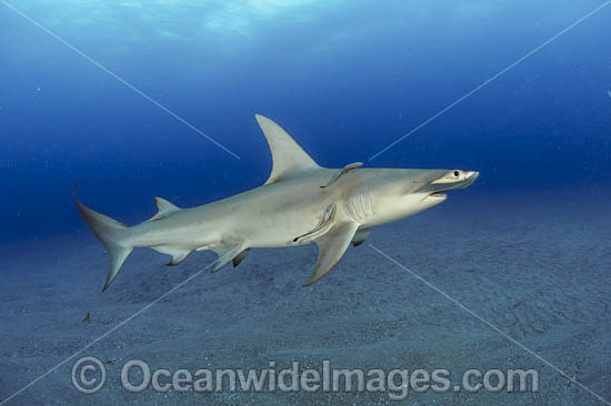 Great Hammerhead Shark (Sphyrna mokarran). Offshore Jupiter, Florida, United States. Photo - Michael Patrick O'Neill Great Hammerhead Shark (Sphyrna mokarran). Offshore Jupiter, Florida, United States. Photo - Michael Patrick O'Neill