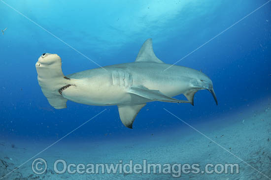 Great Hammerhead Shark (Sphyrna mokarran). Offshore Jupiter, Florida, United States. Photo - Michael Patrick O'Neill Great Hammerhead Shark (Sphyrna mokarran). Offshore Jupiter, Florida, United States. Photo - Michael Patrick O'Neill