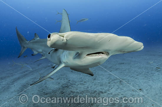 Great Hammerhead Shark (Sphyrna mokarran). Offshore Jupiter, Florida, United States. Photo - Michael Patrick O'Neill Great Hammerhead Shark (Sphyrna mokarran). Offshore Jupiter, Florida, United States. Photo - Michael Patrick O'Neill