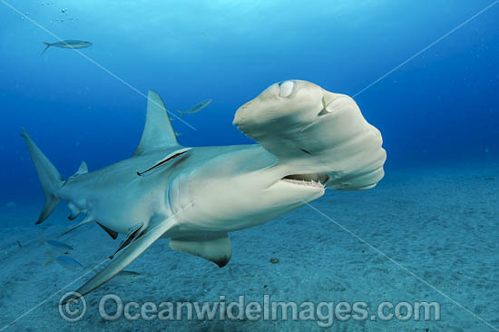 Great Hammerhead Shark (Sphyrna mokarran). Offshore Jupiter, Florida, United States. Photo - Michael Patrick O'Neill