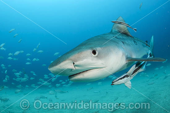 Tiger Shark (Galeocerdo cuvier), with remora suckerfish attached. Offshore Jupiter, Florida, United States. Photo - Michael Patrick O'Neill Tiger Shark (Galeocerdo cuvier), with remora suckerfish attached. Offshore Jupiter, Florida, United States. Photo - Michael Patrick O'Neill