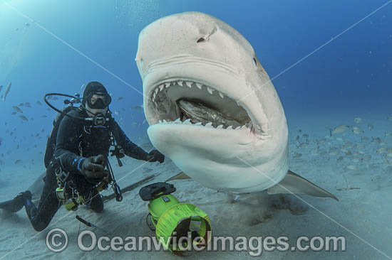 Diver hand feeding a Tiger Shark (Galeocerdo cuvier). Offshore Jupiter, Florida, United States. Photo - Michael Patrick O'Neill Diver hand feeding a Tiger Shark (Galeocerdo cuvier). Offshore Jupiter, Florida, United States. Photo - Michael Patrick O'Neill