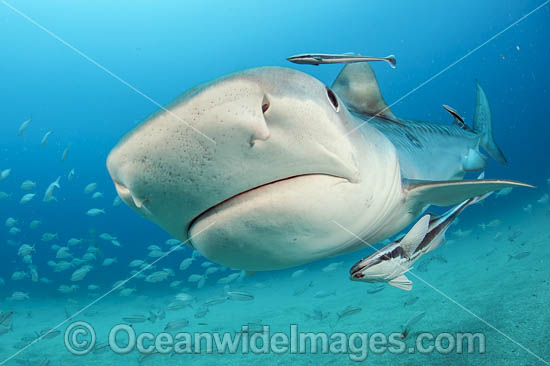 Tiger Shark (Galeocerdo cuvier), with remora suckerfish attached. Offshore Jupiter, Florida, United States. Photo - Michael Patrick O'Neill Tiger Shark (Galeocerdo cuvier), with remora suckerfish attached. Offshore Jupiter, Florida, United States. Photo - Michael Patrick O'Neill