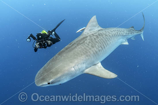 Diver photographing a Tiger Shark (Galeocerdo cuvier). Offshore Jupiter, Florida, United States. Photo - Michael Patrick O'Neill Diver photographing a Tiger Shark (Galeocerdo cuvier). Offshore Jupiter, Florida, United States. Photo - Michael Patrick O'Neill