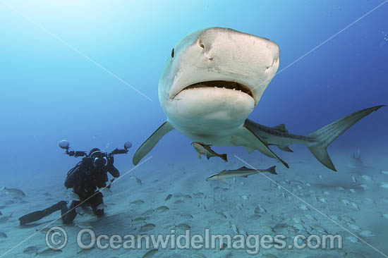 Diver photographing a Tiger Shark (Galeocerdo cuvier). Offshore Jupiter, Florida, United States. Photo - Michael Patrick O'Neill Diver photographing a Tiger Shark (Galeocerdo cuvier). Offshore Jupiter, Florida, United States. Photo - Michael Patrick O'Neill