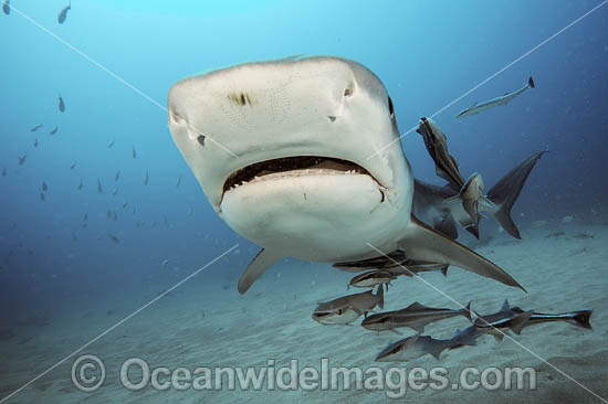Tiger Shark (Galeocerdo cuvier), with remora suckerfish attached. Offshore Jupiter, Florida, United States. Photo - Michael Patrick O'Neill Tiger Shark (Galeocerdo cuvier), with remora suckerfish attached. Offshore Jupiter, Florida, United States. Photo - Michael Patrick O'Neill