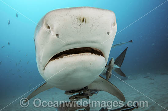 Tiger Shark (Galeocerdo cuvier), with remora suckerfish attached. Offshore Jupiter, Florida, United States. Photo - Michael Patrick O'Neill Tiger Shark (Galeocerdo cuvier), with remora suckerfish attached. Offshore Jupiter, Florida, United States. Photo - Michael Patrick O'Neill
