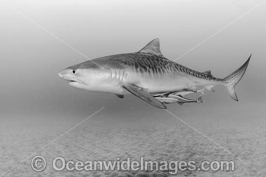 Tiger Shark (Galeocerdo cuvier). Offshore Jupiter, Florida, United States. Photo - Michael Patrick O'Neill Tiger Shark (Galeocerdo cuvier). Offshore Jupiter, Florida, United States. Photo - Michael Patrick O'Neill