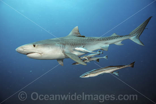 Tiger Shark (Galeocerdo cuvier), with remora suckerfish attached. Offshore Jupiter, Florida, United States. Photo - Michael Patrick O'Neill Tiger Shark (Galeocerdo cuvier), with remora suckerfish attached. Offshore Jupiter, Florida, United States. Photo - Michael Patrick O'Neill