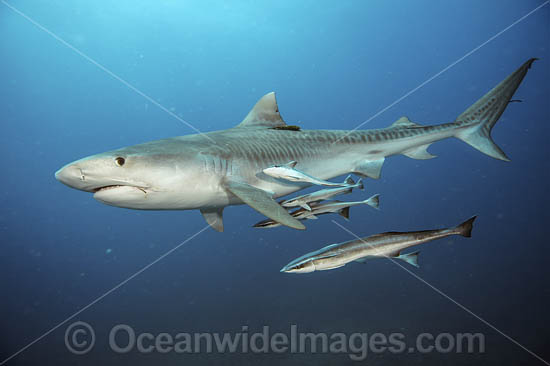 Tiger Shark with suckerfish photo