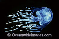 Box Jellyfish Chironex fleckeri Photo - Gary Bell