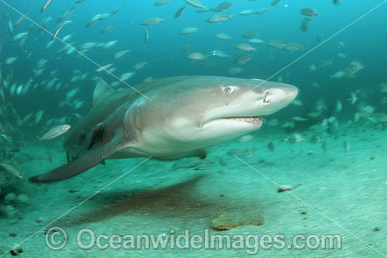 Lemon Shark with schooling Jack photo