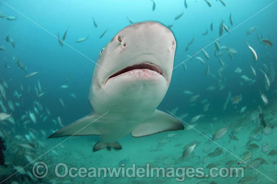 Lemon Shark with schooling Jack photo Lemon Shark with schooling Jack photo