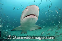 Lemon Shark with schooling Jack Photo - Michael Patrick O'Neill