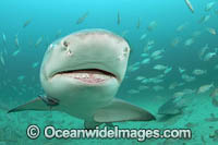 Lemon Shark with schooling Jack Photo - Michael Patrick O'Neill