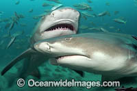 Lemon Shark with schooling Jack Photo - Michael Patrick O'Neill